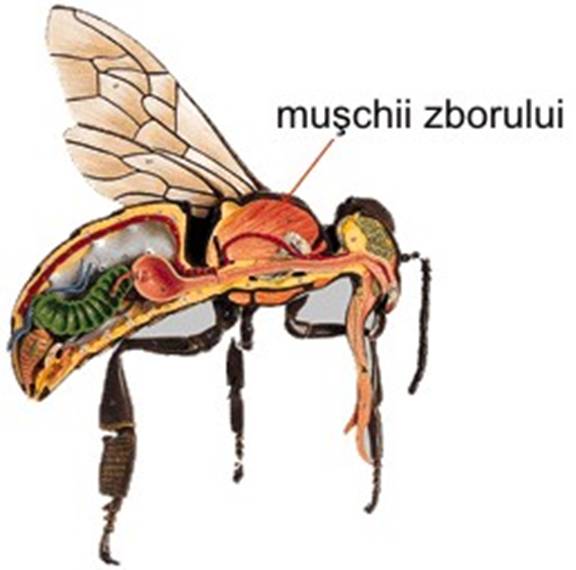 muschii zborului