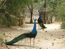 Peacocks_Bandiravan.preview