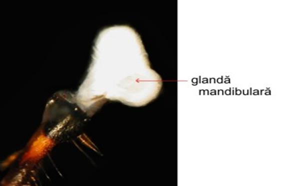 glanda mandibulara