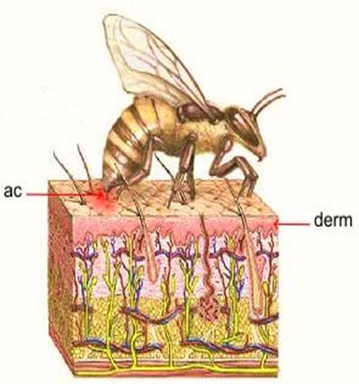 ac in epiderma