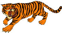 Tigre03 Clipart