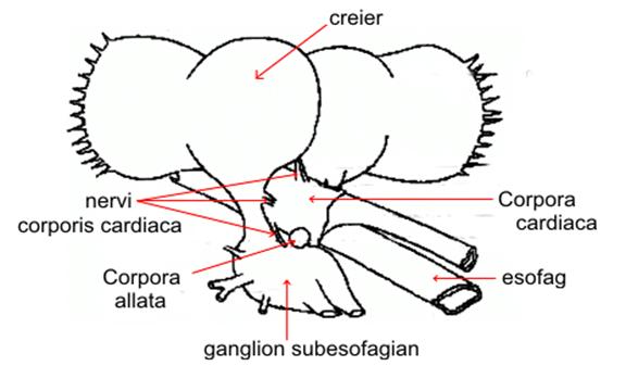 Complex retrocerebral endocrin