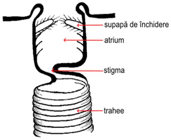 stigma la albina