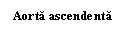 Text Box: Aorta ascendenta