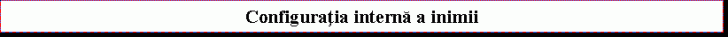 Text Box: Configuratia interna a inimii