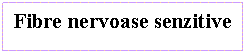 Text Box: Fibre nervoase senzitive