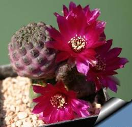 Sulcorebutia rauschii 2