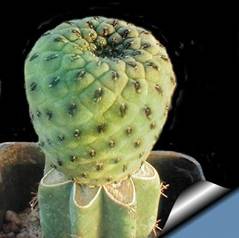 Sulcorebutia rauschii var apple green