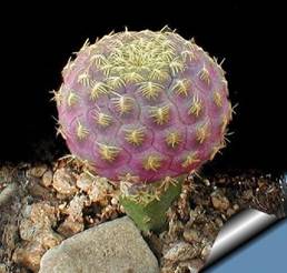 Sulcorebutia rauschii var yellow spines