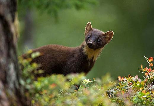 martes martes jderul european pine marten