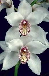 Cymbidium (b)