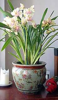 Pagoda Green Cymbidium 2