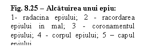 Text Box: Fig. 8.25 - Alcatuirea unui epiu:
1- radacina epiului; 2 - racordarea epiului in mal; 3 - coronamentul epiului; 4 - corpul epiului; 5 - capul epiului

