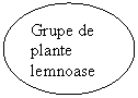 Oval: Grupe de plante lemnoase 