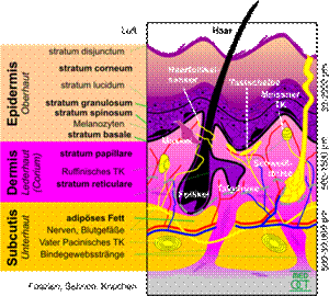 http://www.cursurigratuite.ro/userfiles/image/machiaj/piele.png