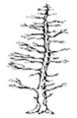 Malvorlage Baum