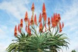 ALOE - remediul de slabit dupa sarbatori