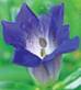 GENTIANA