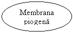 Oval: Membrana piogena