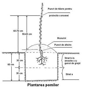 plantarea.jpg