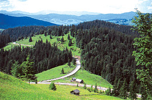 Bucovina